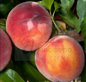 Персик Авалон Прайд - жовтом'ясий